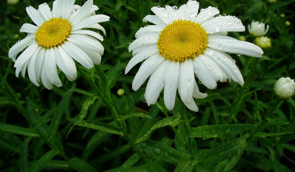 Обои цветы, листья, капли, ромашка, ромашки, белые, flowers, leaves, drops, daisy, chamomile, white разрешение 2048x1536 Загрузить