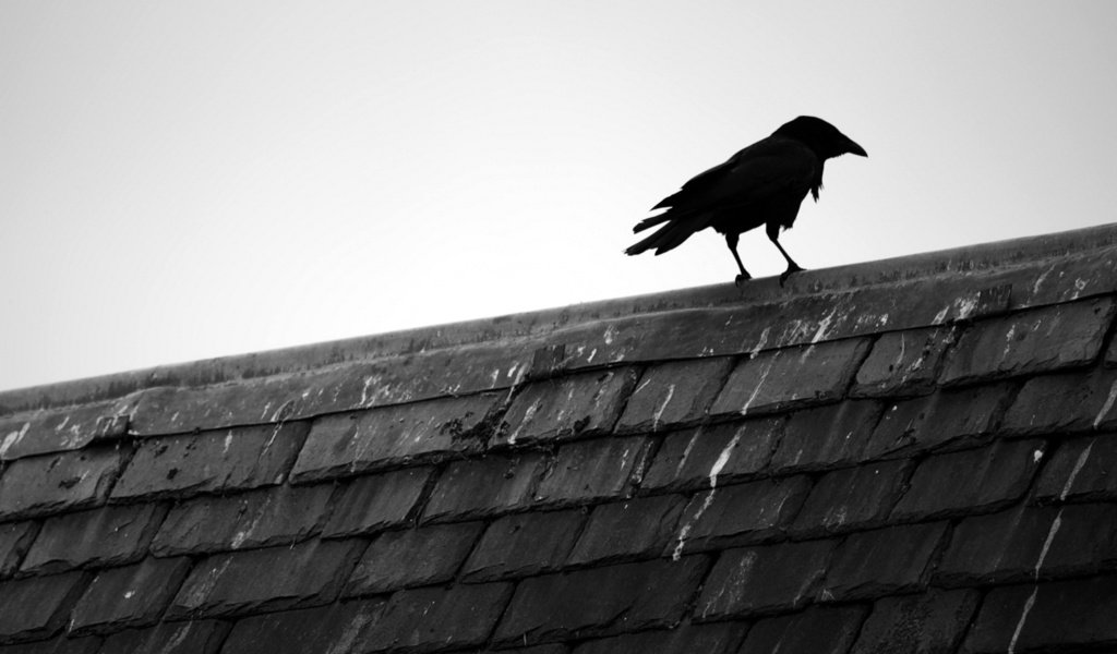 Обои птица, крыша, ворона, черепица, bird, roof, crow, tile разрешение 1920x1200 Загрузить
