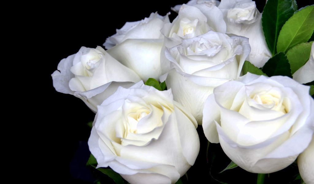 Обои цветы, розы, черный фон, букет, белые, flowers, roses, black background, bouquet, white разрешение 2600x1670 Загрузить