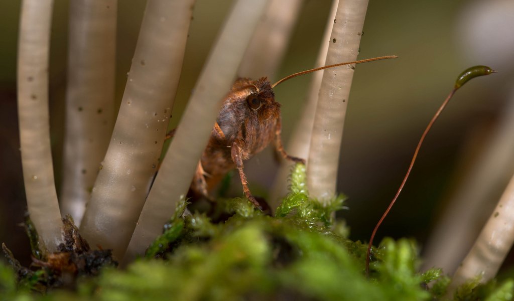 Обои макро, насекомое, мох, стебли, растение, усики, macro, insect, moss, stems, plant, antennae разрешение 2048x1367 Загрузить