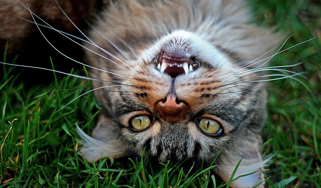 Обои трава, кот, усы, кошка, взгляд, зубы, grass, cat, mustache, look, teeth разрешение 2048x1365 Загрузить