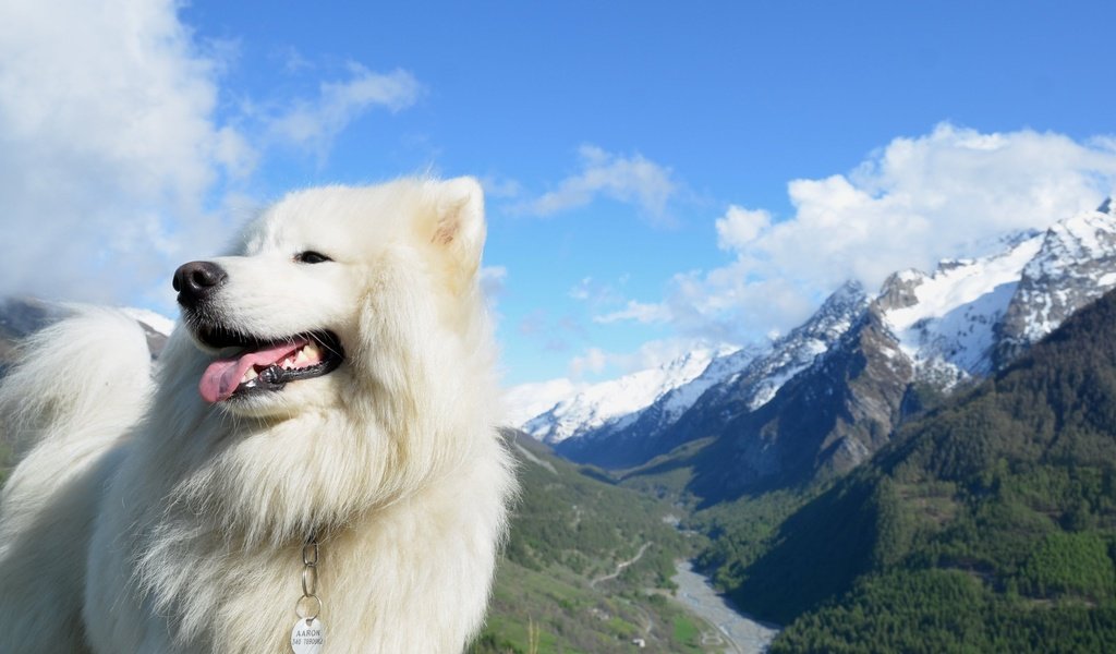 Обои горы, собака, белая, самоед, самоедская лайка, mountains, dog, white, samoyed, samoyed husky разрешение 2560x1600 Загрузить