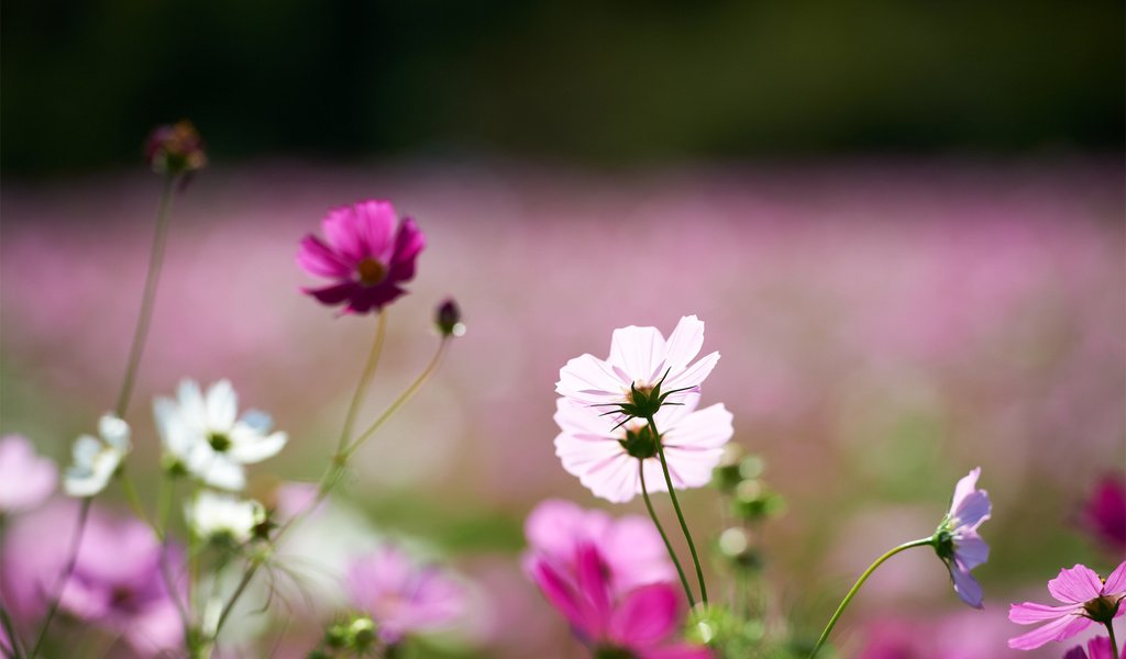 Обои цветы, поле, розовые, белые, космея, flowers, field, pink, white, kosmeya разрешение 1920x1200 Загрузить