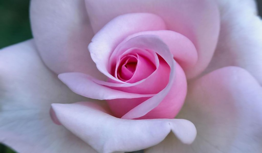 Обои крупный план, нежные лепестки, розовый цветок, close-up, delicate petals, pink flower разрешение 1920x1200 Загрузить