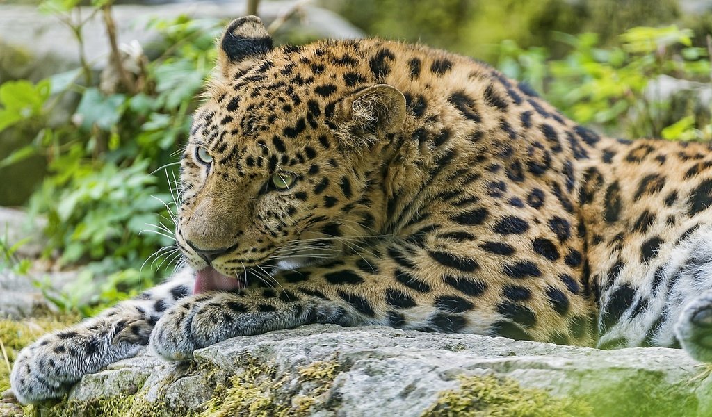 Обои леопард лижет лапу, leopard licking his paw разрешение 1920x1080 Загрузить