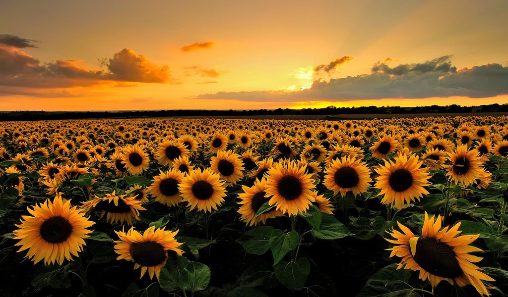 Обои закат, горизонт, подсолнух, sunset, horizon, sunflower разрешение 1920x1200 Загрузить
