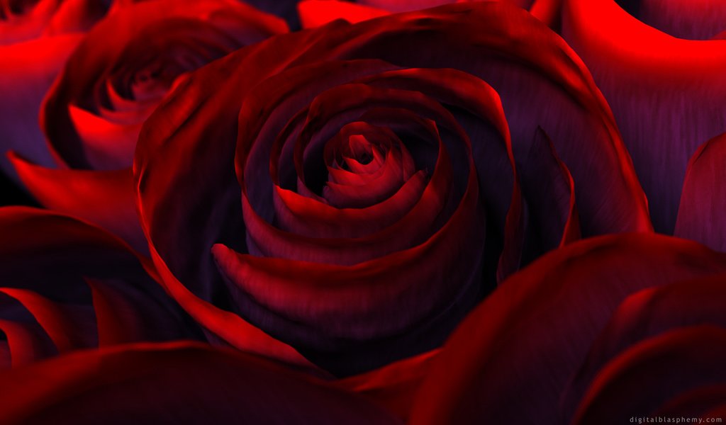 Обои цветы, роза, красная, краcный, beautiful nature wallpapers, цветком, flowers, rose, red, flower разрешение 2560x1600 Загрузить