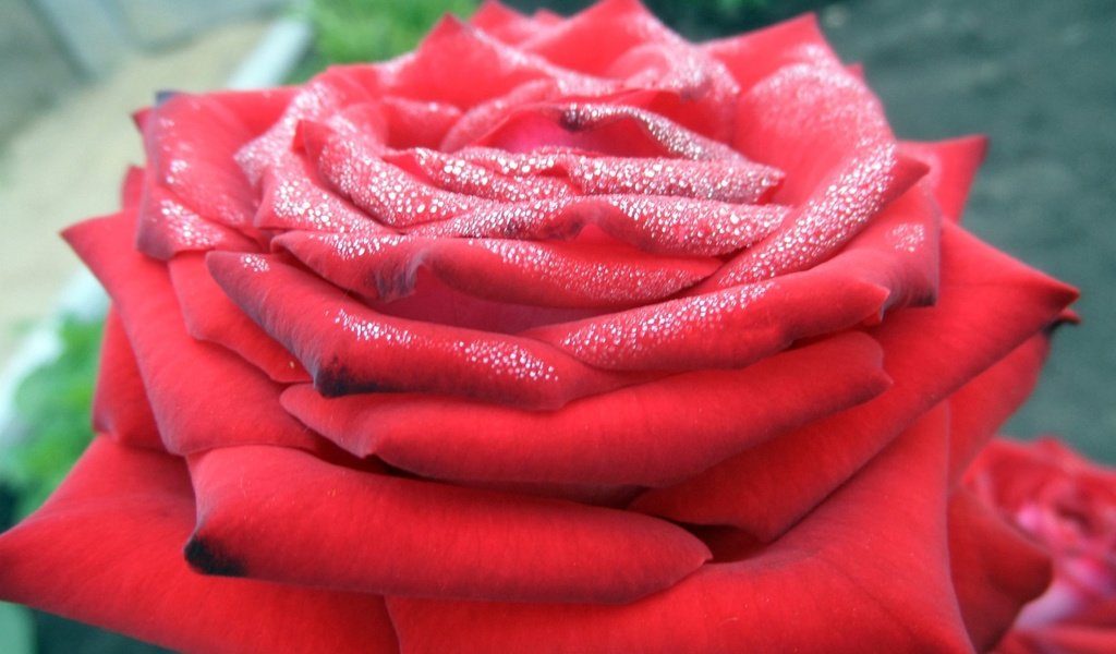 Обои роза, красная, rose, red разрешение 1920x1200 Загрузить