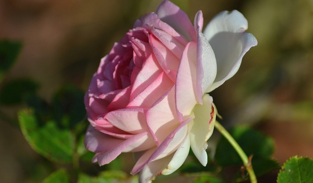 Обои макро, роза, лепестки, macro, rose, petals разрешение 1920x1200 Загрузить