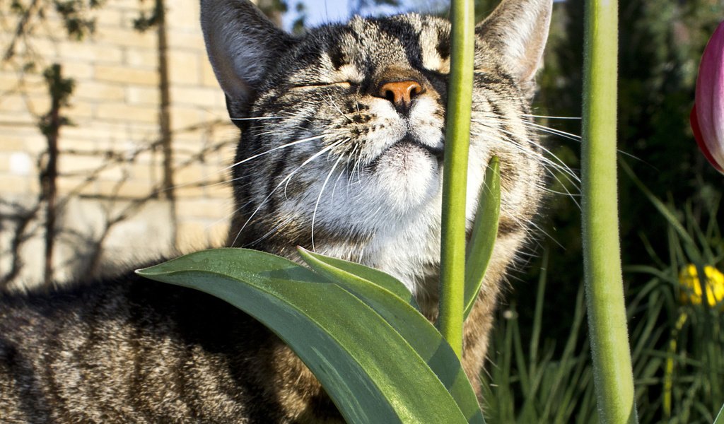 Обои цветы, солнце, кот, лежит, животное, стебель, греется, flowers, the sun, cat, lies, animal, stem, heated разрешение 2560x1600 Загрузить