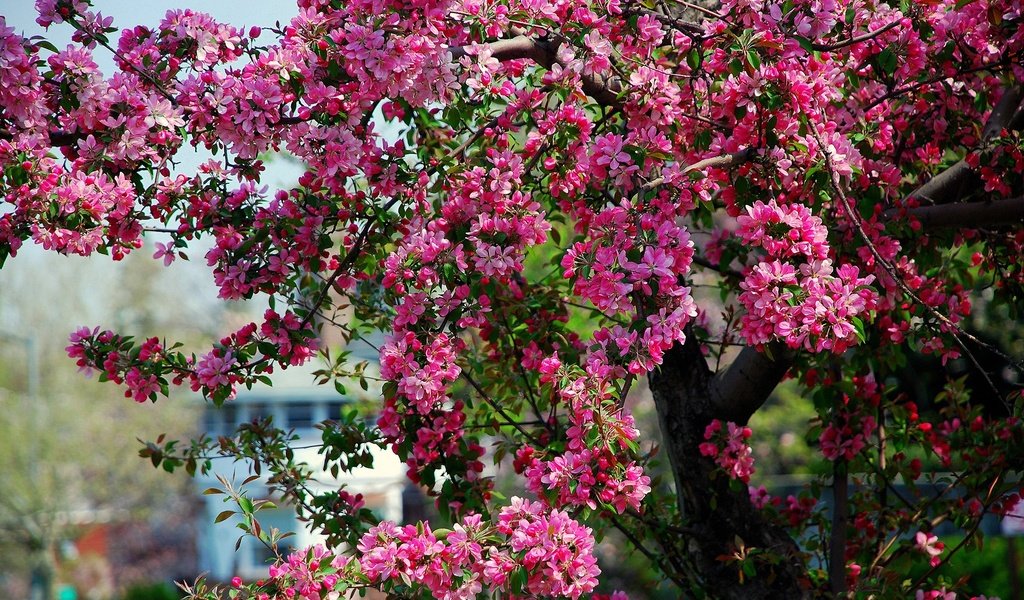 Обои дерево, цветение, весна, розовые, яблоня, цветки, tree, flowering, spring, pink, apple, flowers разрешение 1920x1200 Загрузить