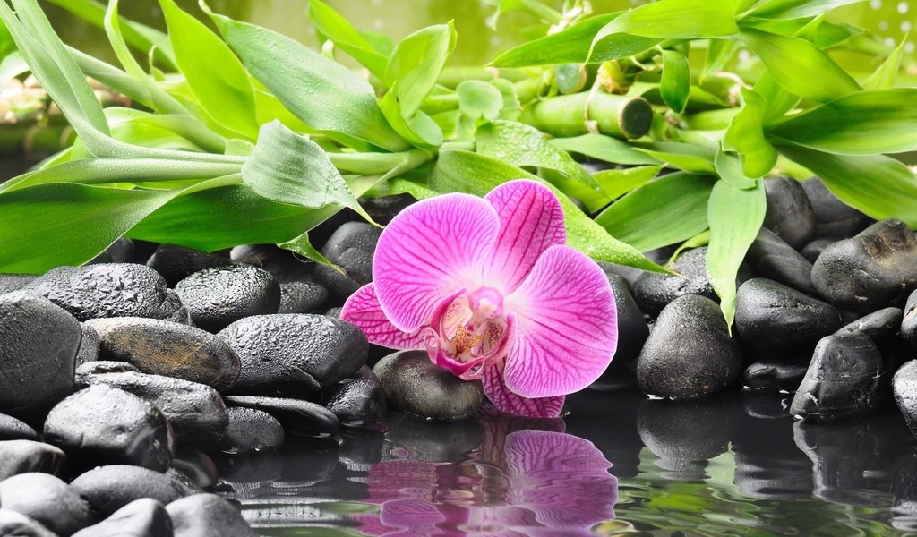 Обои камни, цветок, орхидея, орхидею, stones, flower, orchid разрешение 2560x1600 Загрузить