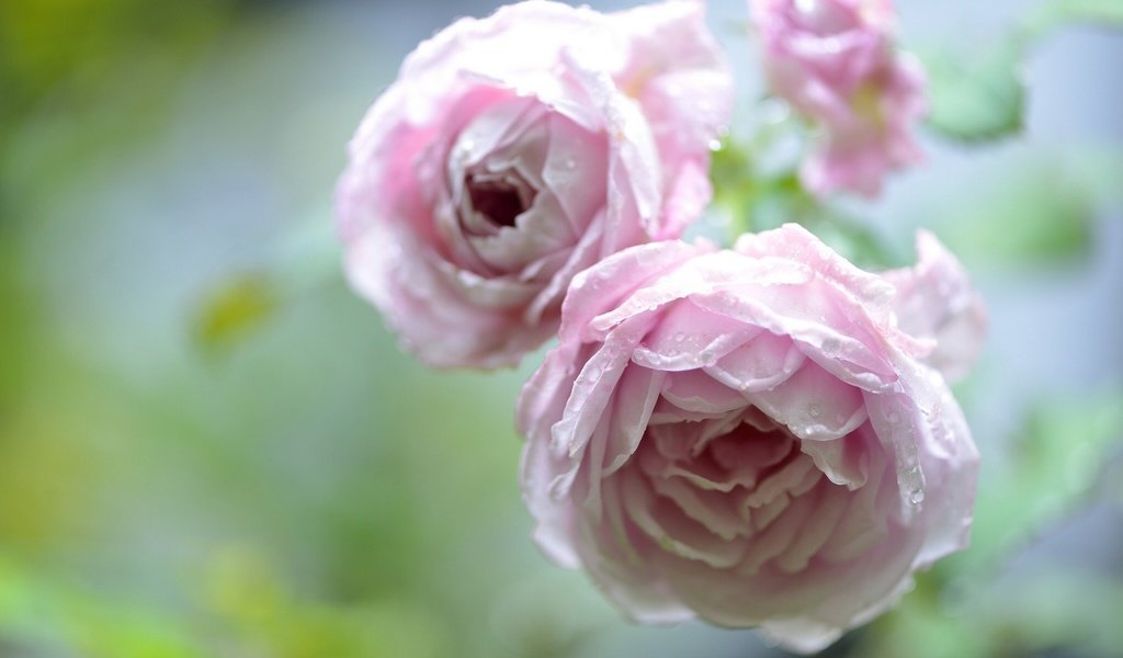 Обои цветы, роса, капли, розы, нежно-розовые, flowers, rosa, drops, roses, pale pink разрешение 1920x1282 Загрузить