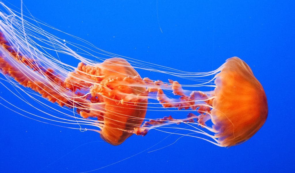 Обои море, медузы, подводный мир, sea, jellyfish, underwater world разрешение 1920x1200 Загрузить