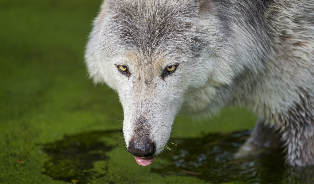 Обои водоем, хищник, язык, волк, pond, predator, language, wolf разрешение 2048x1363 Загрузить