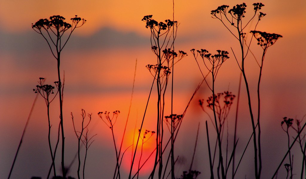 Обои небо, облака, вечер, закат, силуэт, растение, the sky, clouds, the evening, sunset, silhouette, plant разрешение 2048x1364 Загрузить