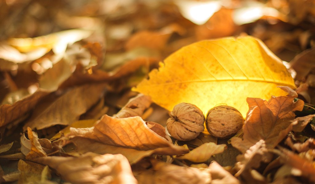 Обои листья, орехи, осень, грецкие, leaves, nuts, autumn, walnut разрешение 2000x1335 Загрузить