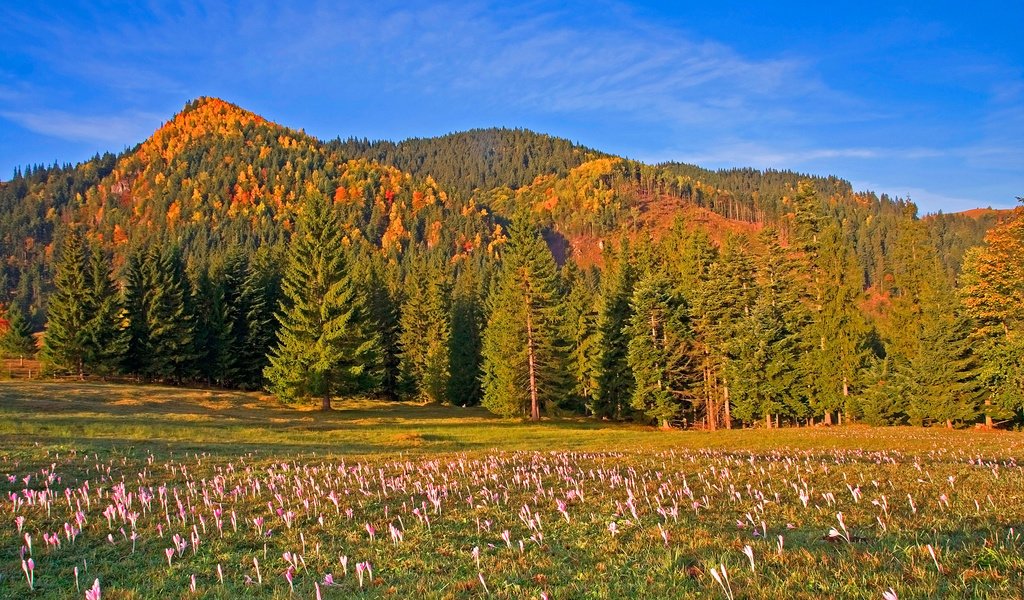 Обои небо, цветы, деревья, горы, лес, луг, румыния, the sky, flowers, trees, mountains, forest, meadow, romania разрешение 3000x2000 Загрузить