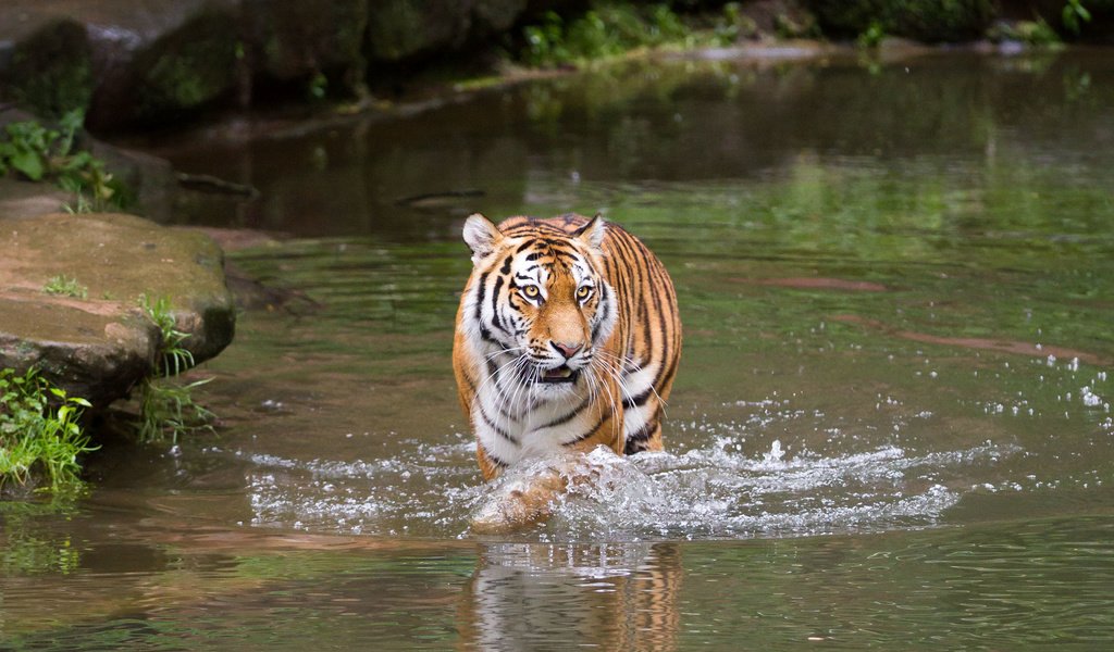 Обои тигр, река, хищник, tiger, river, predator разрешение 3456x2304 Загрузить