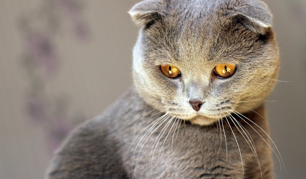 Обои кот, кошка, взгляд, серый, cat, look, grey разрешение 1920x1200 Загрузить