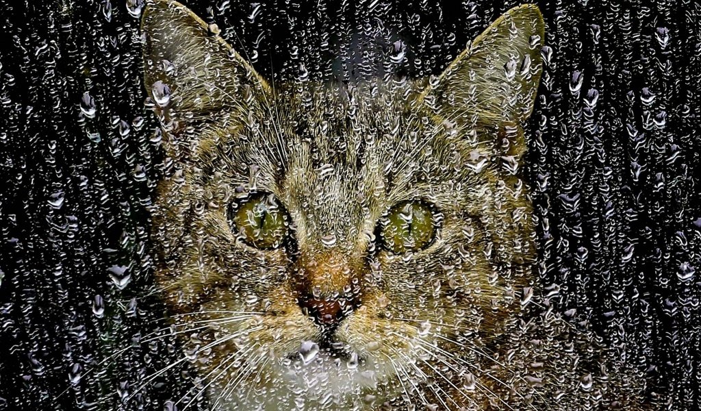 Обои капли, кошка, дождь, окно, стекло, drops, cat, rain, window, glass разрешение 1920x1200 Загрузить
