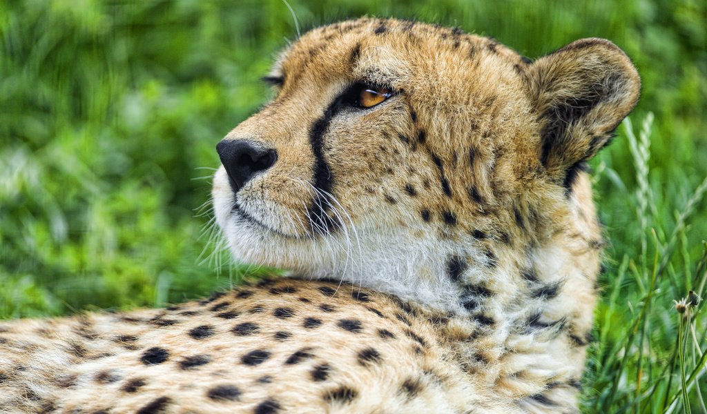 Обои хищник, гепард, лежит.морда, predator, cheetah, lies.face разрешение 1920x1278 Загрузить
