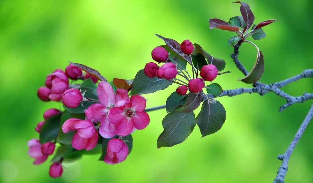 Обои цветы, ветка, цветение, сад, весна, яблоня, flowers, branch, flowering, garden, spring, apple разрешение 2560x1600 Загрузить