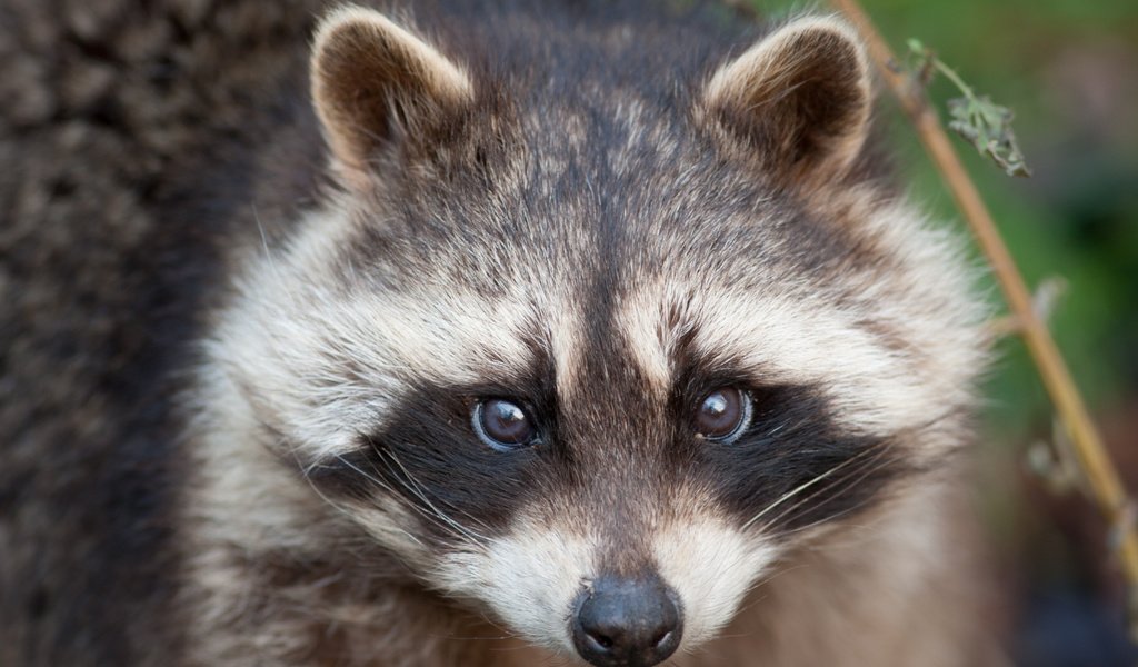 Обои морда, взгляд, енот, face, look, raccoon разрешение 3888x2592 Загрузить