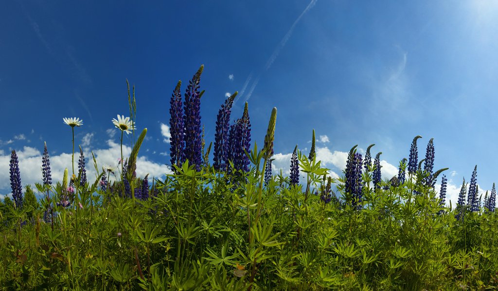 Обои небо, цветы, трава, облака, природа, ромашки, люпины, the sky, flowers, grass, clouds, nature, chamomile, lupins разрешение 2560x1588 Загрузить