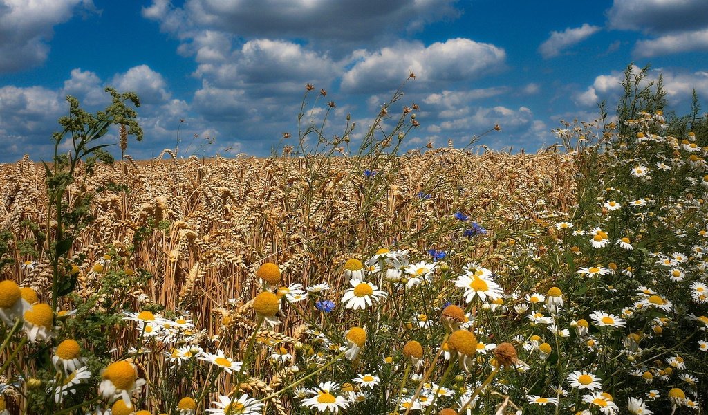 Обои цветы, поле, лето, колосья, flowers, field, summer, ears разрешение 1920x1200 Загрузить