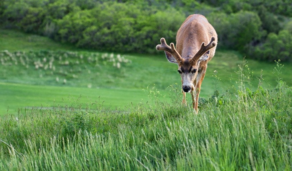 Обои трава, природа, олень, рога, grass, nature, deer, horns разрешение 2560x1600 Загрузить