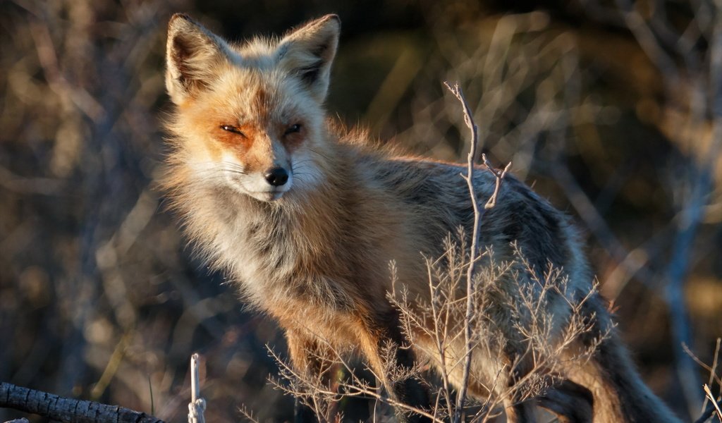 Обои природа, взгляд, лиса, лисица, nature, look, fox разрешение 1920x1200 Загрузить