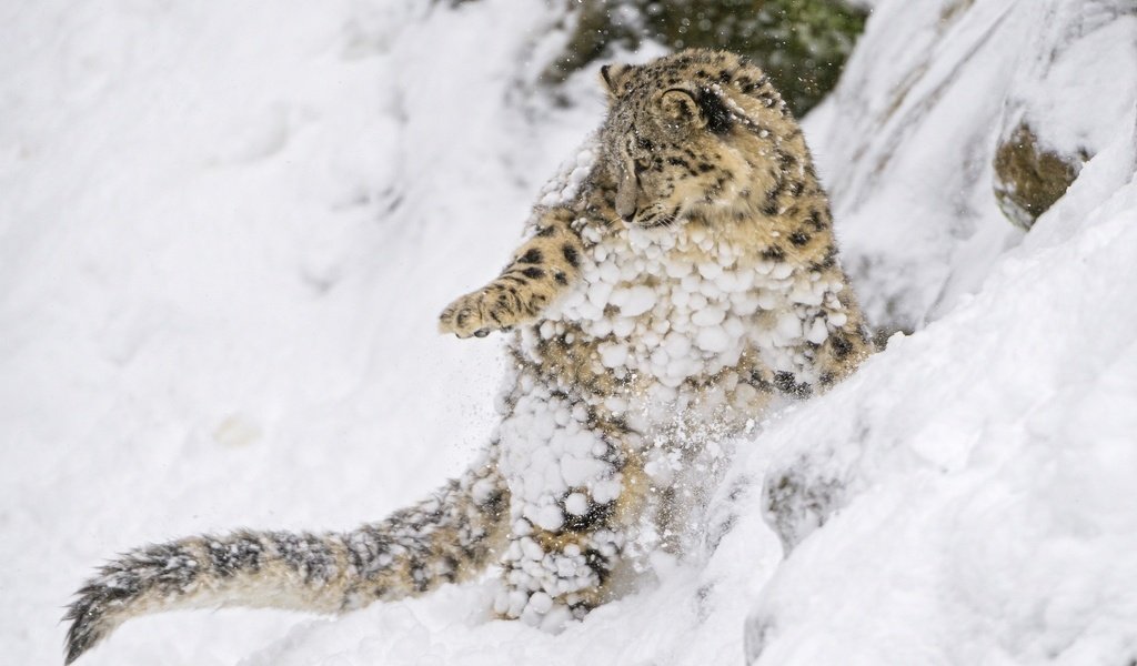 Обои снег, снежный леопард, котенок, хищник, снежный барс, ирбис, барс, дикая кошка, детеныш, snow, kitty, predator, snow leopard, irbis, bars, wild cat, cub разрешение 2048x1363 Загрузить