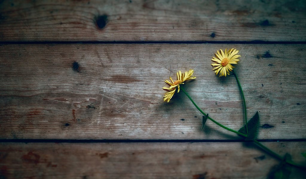 Обои цветы, дерево, фон, ромашки, желтые, flowers, tree, background, chamomile, yellow разрешение 2048x1365 Загрузить