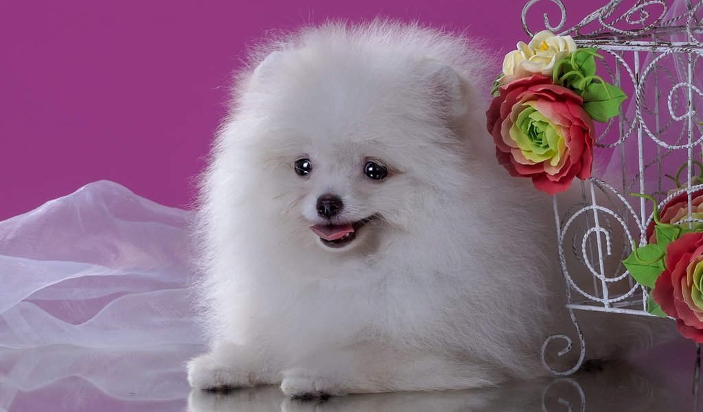 Обои цветы, пушистый, белый, собака, щенок, шпиц, flowers, fluffy, white, dog, puppy, spitz разрешение 2100x1333 Загрузить