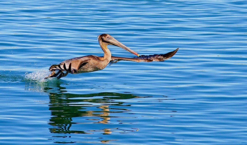 Обои вода, крылья, птица, клюв, пеликан, water, wings, bird, beak, pelican разрешение 1920x1200 Загрузить