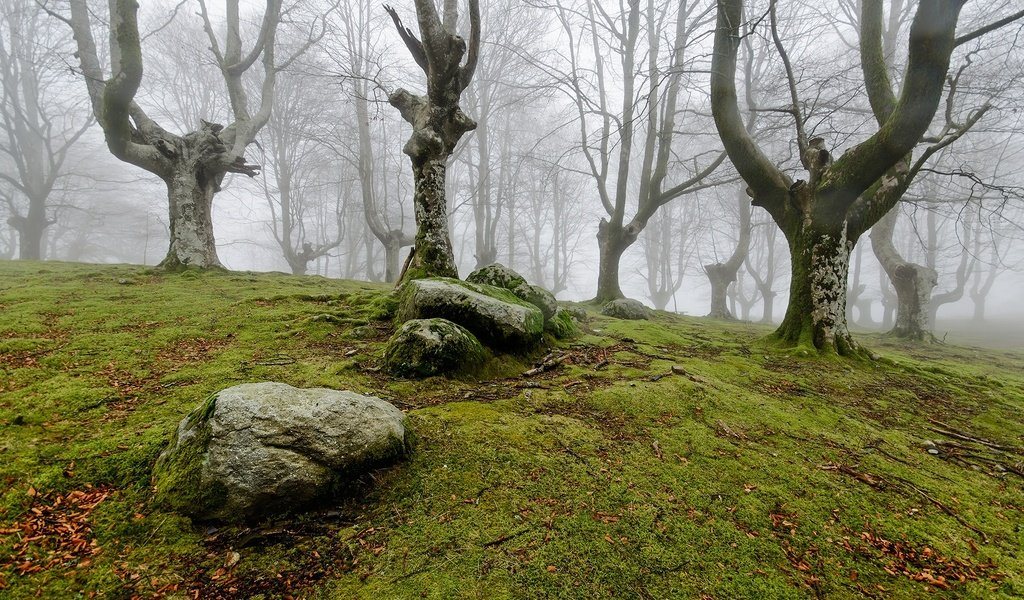 Обои деревья, природа, камни, лес, туман, мох, trees, nature, stones, forest, fog, moss разрешение 2000x1325 Загрузить