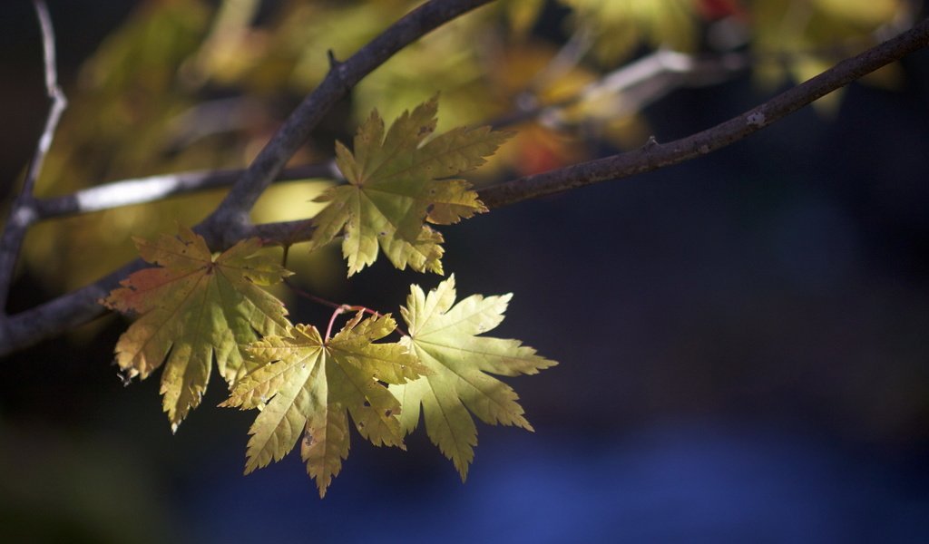 Обои природа, листья, макро, ветки, осень, nature, leaves, macro, branches, autumn разрешение 1920x1200 Загрузить