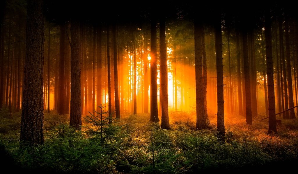 Обои деревья, солнце, природа, лес, лучи, рассвет, trees, the sun, nature, forest, rays, dawn разрешение 2048x1299 Загрузить
