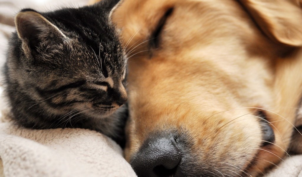 Обои кошка, сон, собака, дружба, мордочки, cat, sleep, dog, friendship, faces разрешение 3000x2000 Загрузить