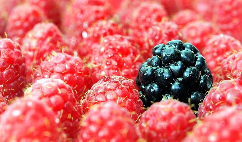 Обои макро, малина, ягоды, ежевика, macro, raspberry, berries, blackberry разрешение 1920x1440 Загрузить