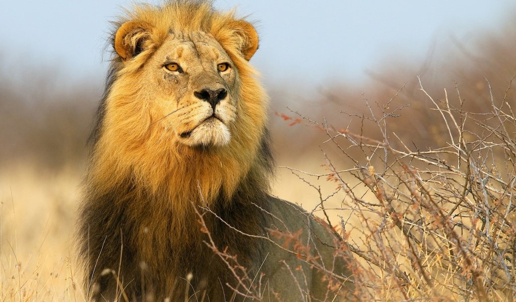 Обои кусты, взгляд, африка, хищник, лев, the bushes, look, africa, predator, leo разрешение 2048x1489 Загрузить