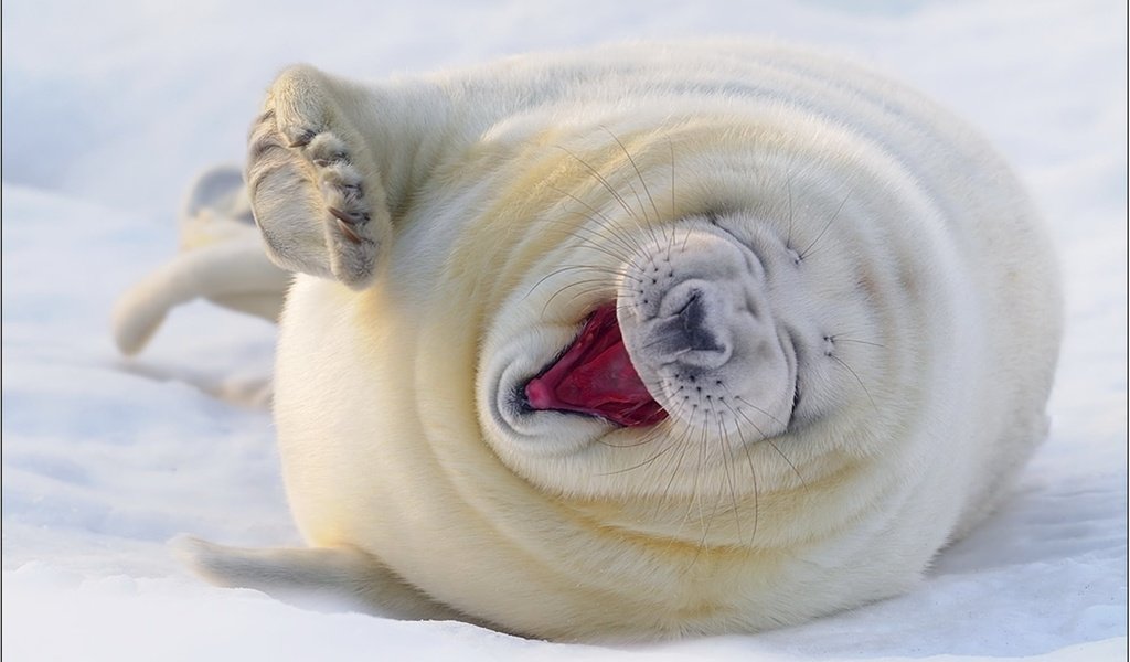 Обои снег, белый, тюлень, довольный, морской котик, смешной, snow, white, seal, happy, navy seal, funny разрешение 2000x1330 Загрузить