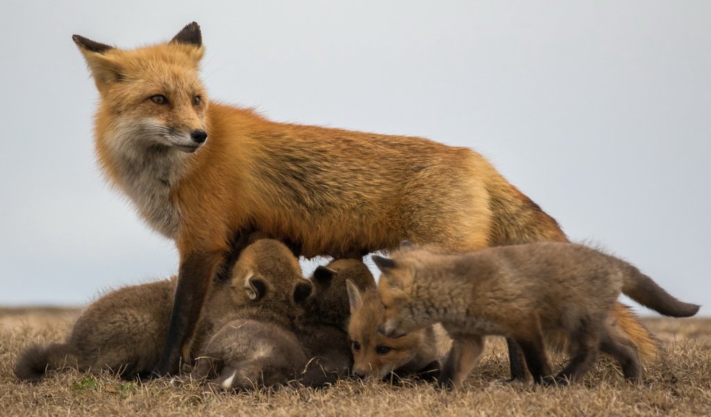 Обои лиса, лисята, лисы, потомство, fox, cubs, offspring разрешение 1920x1280 Загрузить
