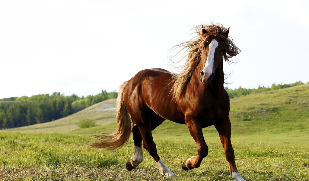 Обои небо, лошадь, трава, природа, животное, конь, the sky, horse, grass, nature, animal разрешение 2560x1600 Загрузить