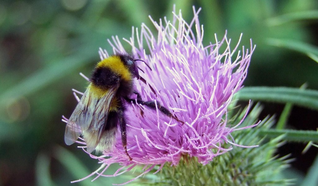 Обои макро, насекомое, цветок, пчела, шмель, macro, insect, flower, bee, bumblebee разрешение 2560x1600 Загрузить