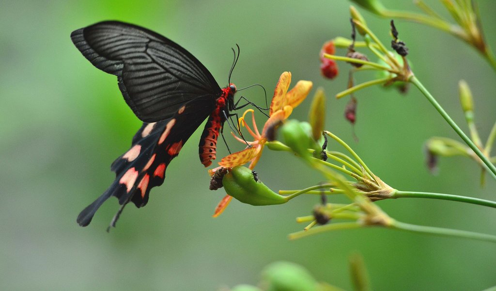 Обои цветы, насекомое, бабочка, крылья, растение, flowers, insect, butterfly, wings, plant разрешение 2048x1363 Загрузить