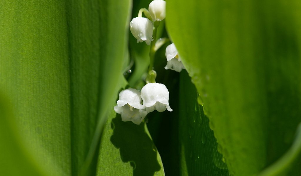 Обои цветы, природа, макро, ландыш, flowers, nature, macro, lily of the valley разрешение 1920x1280 Загрузить