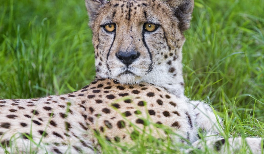 Обои трава, взгляд, хищник, большая кошка, гепард, © tambako jaguar, grass, look, predator, big cat, cheetah, © tambako the jaguar разрешение 2880x2160 Загрузить