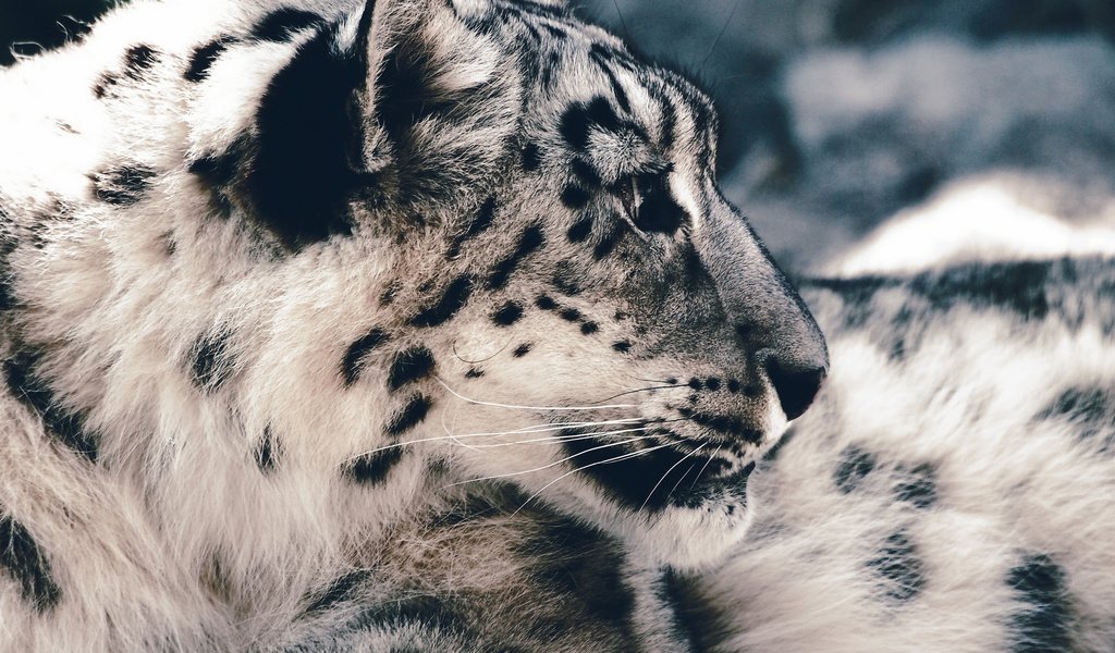 Обои морда, хищник, снежный барс, ирбис, face, predator, snow leopard, irbis разрешение 2048x1154 Загрузить